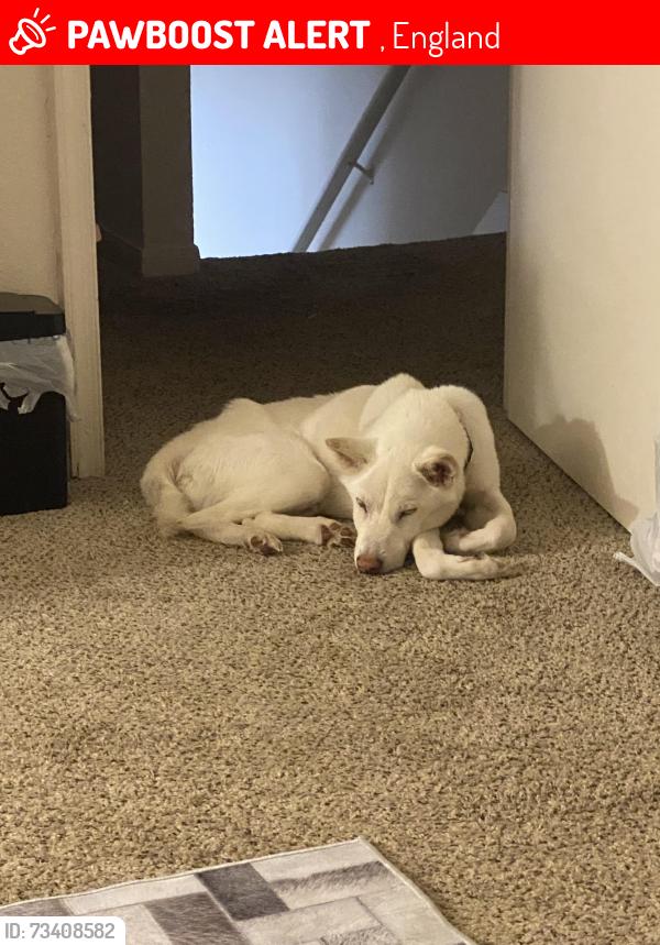 Lost Male Dog last seen Plantation drive, , England 