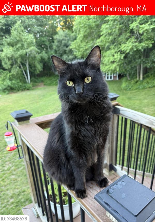 Lost Male Cat last seen Chapin and Colburn, Northborough, MA 01532