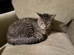 Lost Male Cat last seen Highland Drive and Pine Avenue, Carlsbad, CA 92008