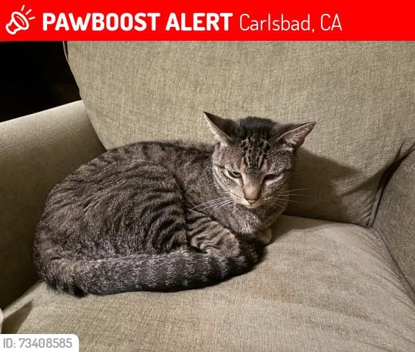 Lost Male Cat last seen Highland Drive and Pine Avenue, Carlsbad, CA 92008