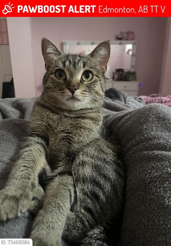 Lost Female Cat last seen Mill creek meadows, Edmonton, AB T6T 1V4