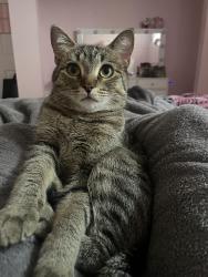 Lost Female Cat last seen Mill creek meadows, Edmonton, AB T6T 1V4