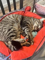 Lost Male Cat last seen Spicewood Springs and Baywood, Austin, TX 78759