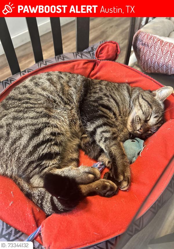 Lost Male Cat last seen Spicewood Springs and Baywood, Austin, TX 78759