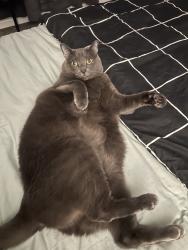 Reunited Male Cat last seen Near Alexandria Dr, Oxon Hill, MD 20745, USA, Oxon Hill, MD 20745