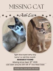 Lost Male Cat last seen Across the street from Grocery Outlet, Ontario, OR 97914