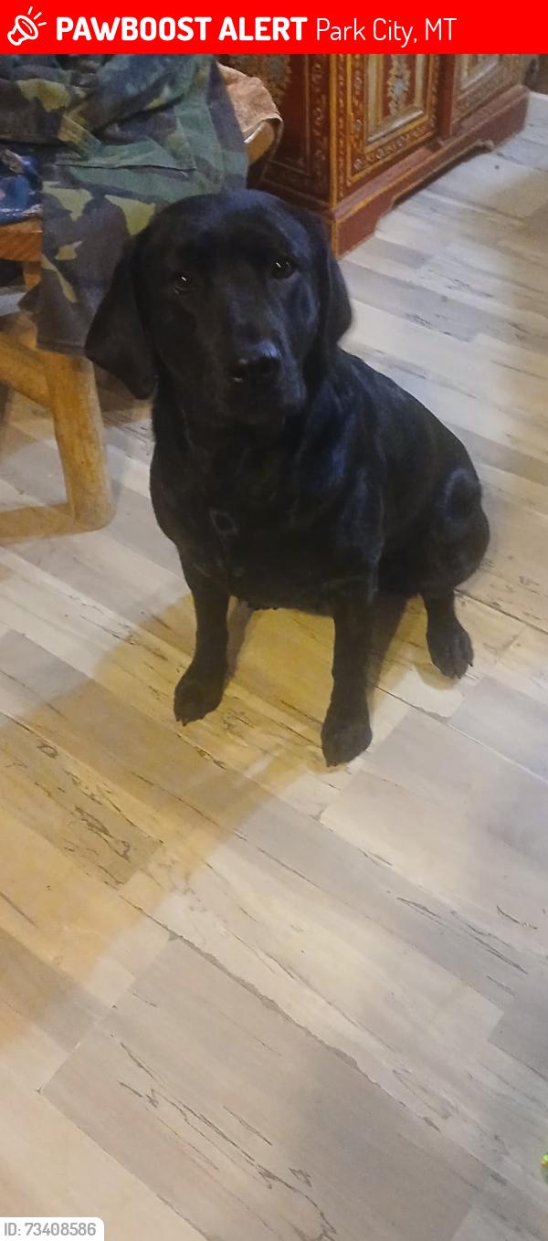 Lost Female Dog last seen Park city montana, Park City, MT 59063