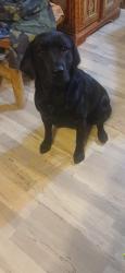 Lost Female Dog last seen Park city montana, Park City, MT 59063