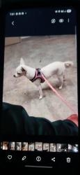 Lost Female Dog last seen 28th and sandy, Portland, OR 97232