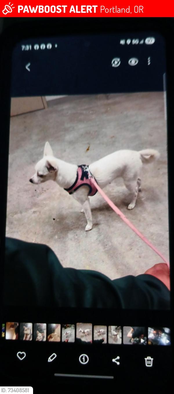 Lost Female Dog last seen 28th and sandy, Portland, OR 97232