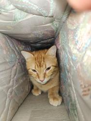Lost Male Cat last seen Brook Glen Dr Garland TX, Garland, TX 75044