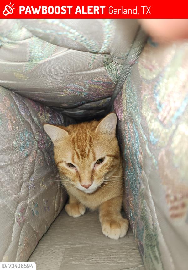 Lost Male Cat last seen Brook Glen Dr Garland TX, Garland, TX 75044
