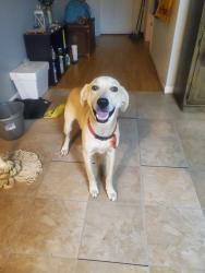 Found/Stray Male Dog last seen Patterson St, McDonald's., Madisonville, TN 37354