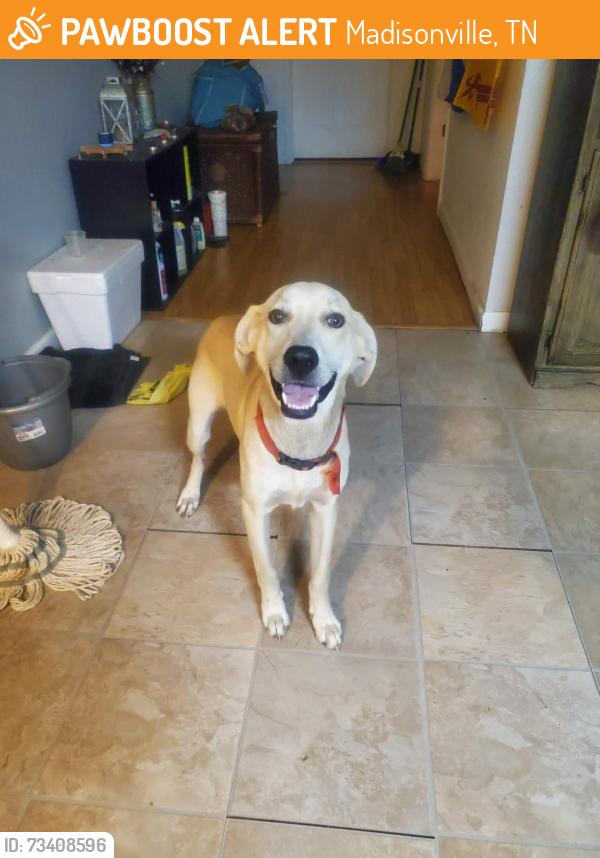 Found/Stray Male Dog last seen Patterson St, McDonald's., Madisonville, TN 37354