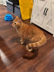 Lost Male Cat last seen Park West, Scott, LA 70583