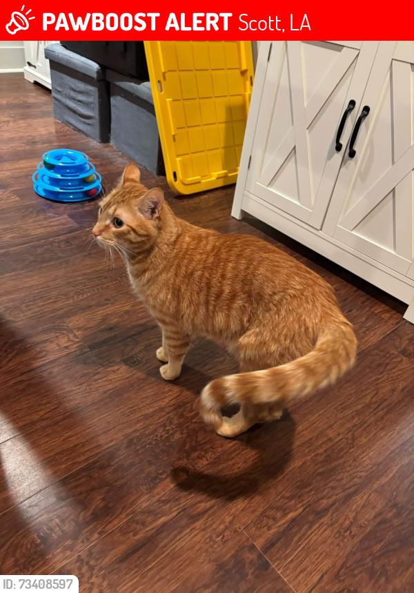 Lost Male Cat last seen Park West, Scott, LA 70583