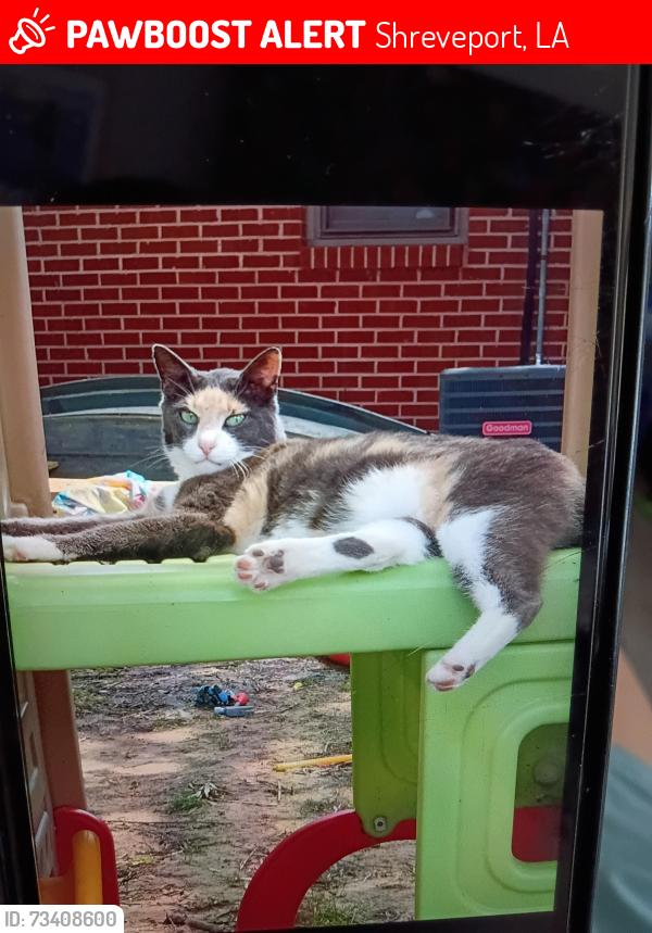 Lost Female Cat last seen hse, Shreveport, LA 71118