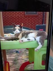 Lost Female Cat last seen hse, Shreveport, LA 71118