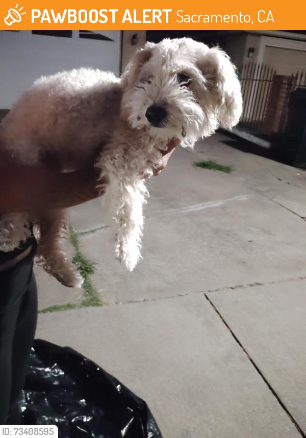 Found/Stray Female Dog last seen Amherst st, Sacramento, CA 95832