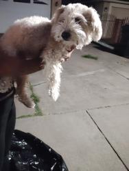 Found/Stray Female Dog last seen Amherst st, Sacramento, CA 95832
