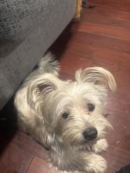 Reunited Male Dog last seen Landover Hills Park, Hyattsville, MD 20784