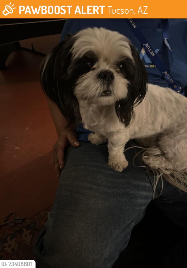 Found/Stray Female Dog last seen Grant fairview, Tucson, AZ 85705