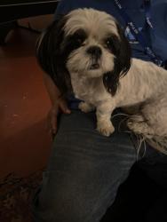 Found/Stray Female Dog last seen Grant fairview, Tucson, AZ 85705