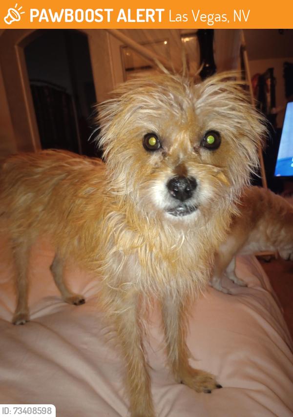 Found/Stray Female Dog last seen 11th and Bonanza, Las Vegas, NV 89101