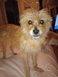 Found/Stray Female Dog last seen 11th and Bonanza, Las Vegas, NV 89101