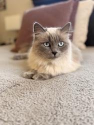 Lost Female Cat last seen Karcher / sequoia grove way, Caldwell, ID 83607