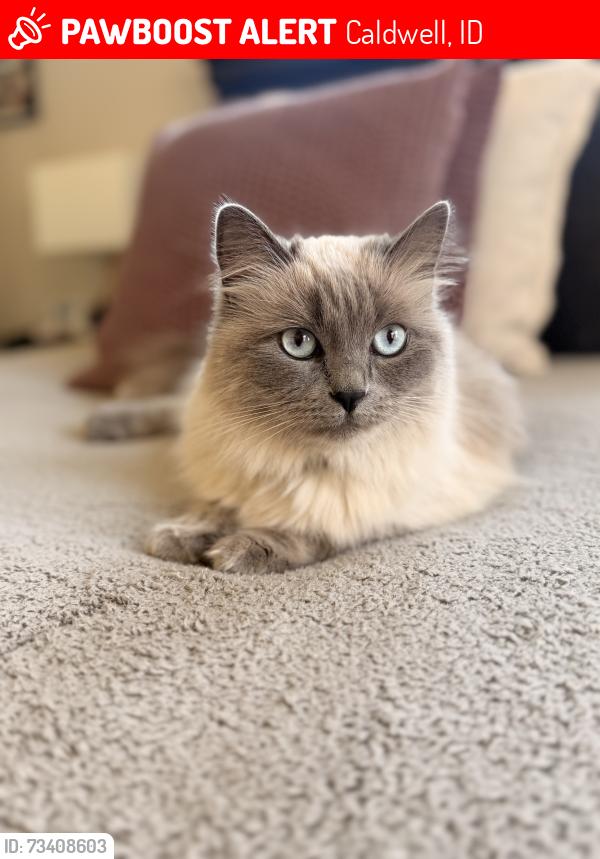 Lost Female Cat last seen Karcher / sequoia grove way, Caldwell, ID 83607