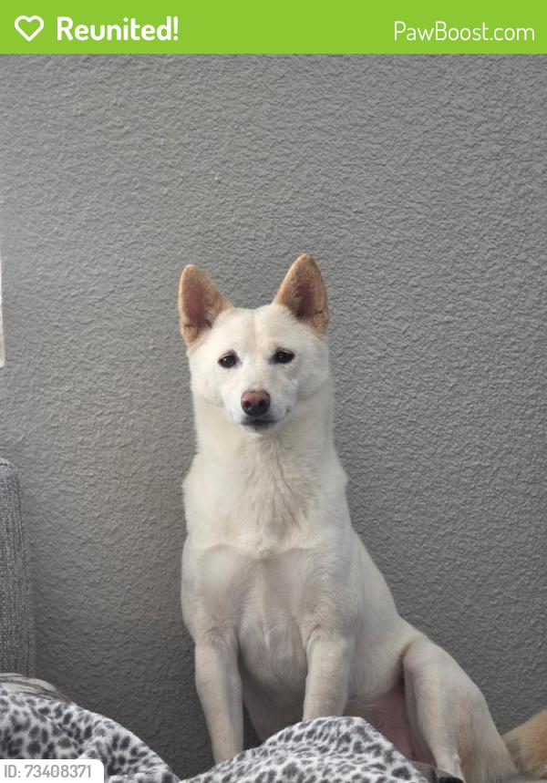 Reunited Female Dog last seen Newhall neighborhood park, Santa Clara, CA 95128