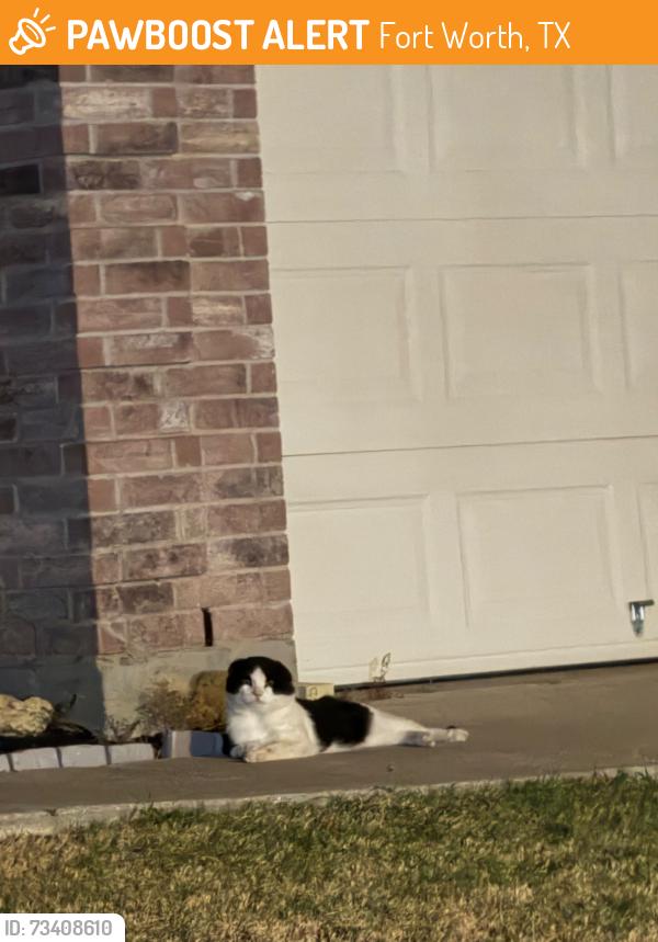 Found/Stray Unknown Cat last seen Near Summer Star lm, Fort Worth, TX 76244