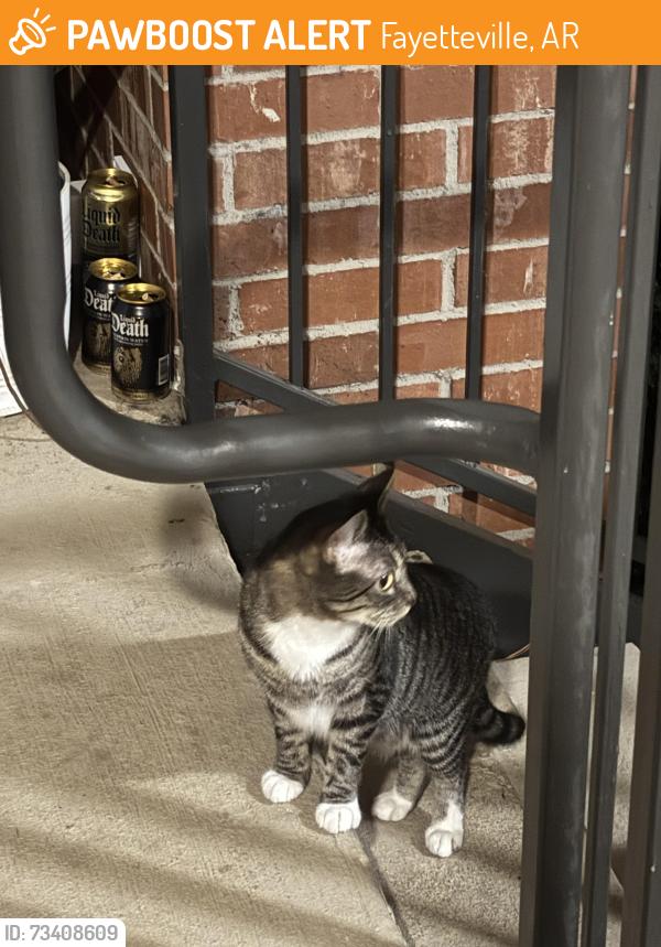 Found/Stray Female Cat last seen North whistling straits avenue, Fayetteville AR, Fayetteville, AR 72704