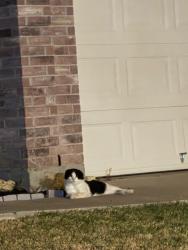 Found/Stray Unknown Cat last seen Near Summer Star lm, Fort Worth, TX 76244