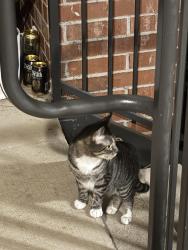 Found/Stray Female Cat last seen North whistling straits avenue, Fayetteville AR, Fayetteville, AR 72704