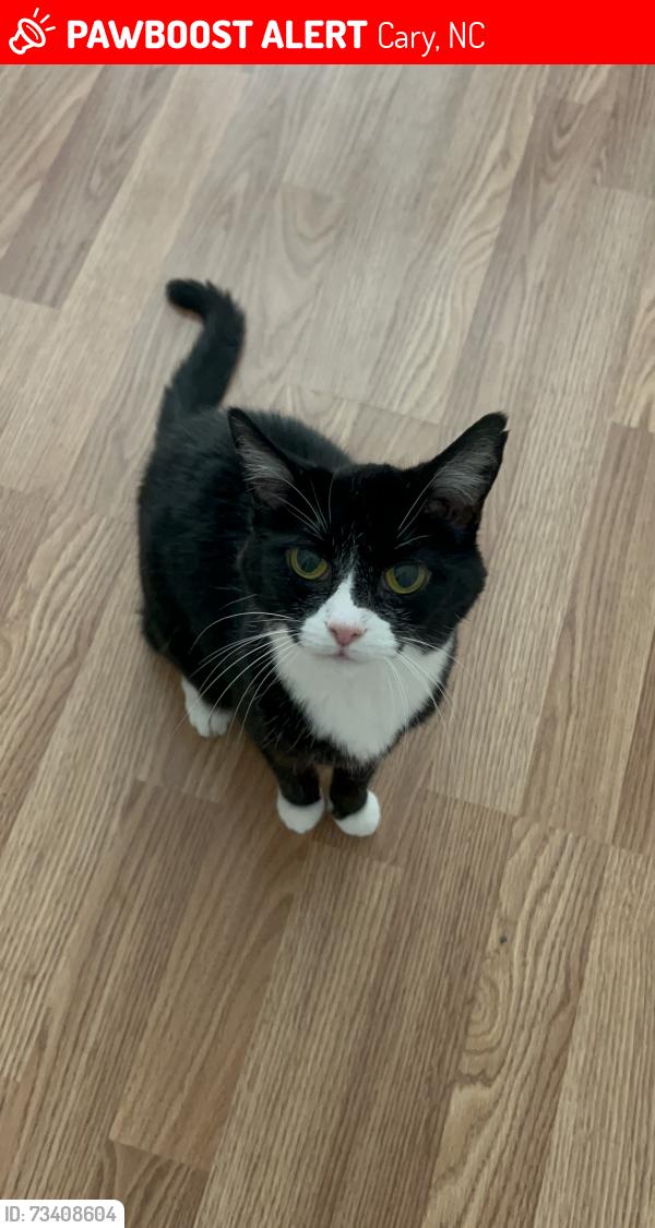 Lost Female Cat last seen Wellsley Neighborhood, Cary, NC 27519