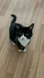 Lost Female Cat last seen Wellsley Neighborhood, Cary, NC 27519