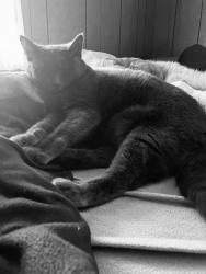 Lost Female Cat last seen McLain Dr off Alexis Rd, Sylvania, OH 43560