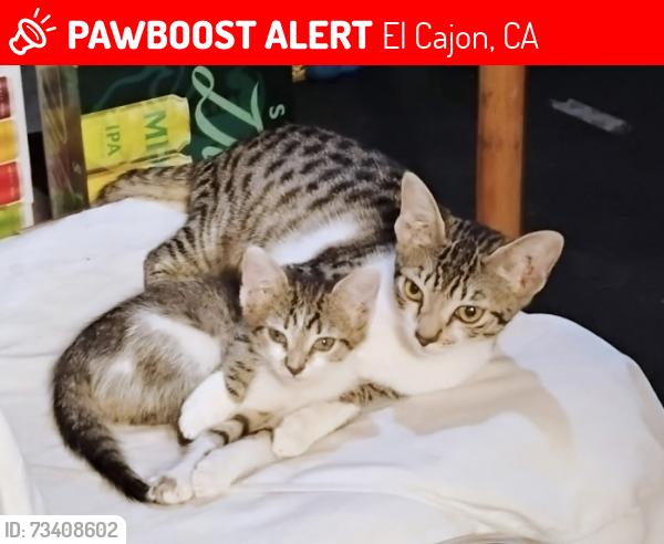 Lost Female Cat last seen Euclid, El Cajon, CA 92019