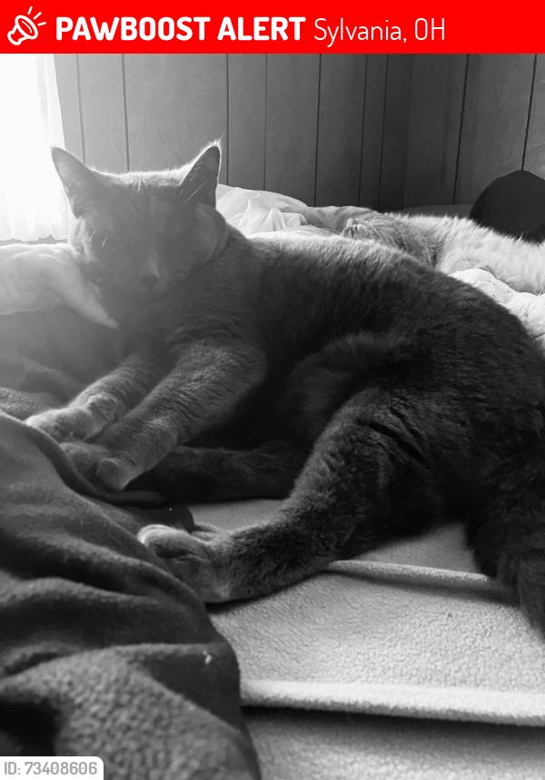 Lost Female Cat last seen McLain Dr off Alexis Rd, Sylvania, OH 43560