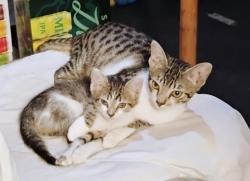 Lost Female Cat last seen Euclid, El Cajon, CA 92019