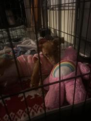 Found/Stray Female Dog last seen 6th and Q, Palmdale, CA 93550