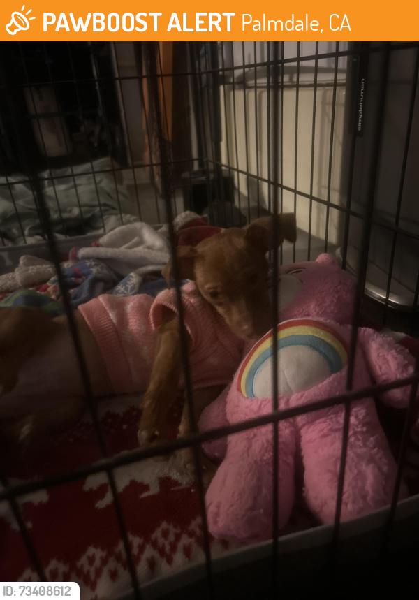 Found/Stray Female Dog last seen 6th and Q, Palmdale, CA 93550