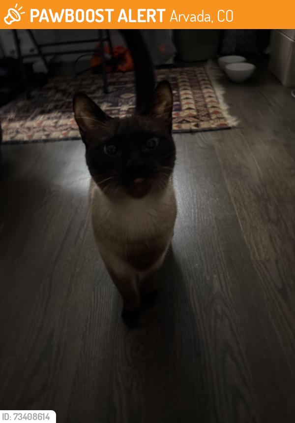 Found/Stray Unknown Cat last seen 64th street, Arvada, CO 80003