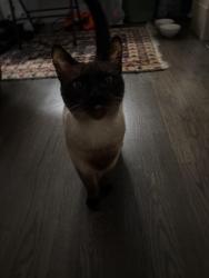 Found/Stray Unknown Cat last seen 64th street, Arvada, CO 80003