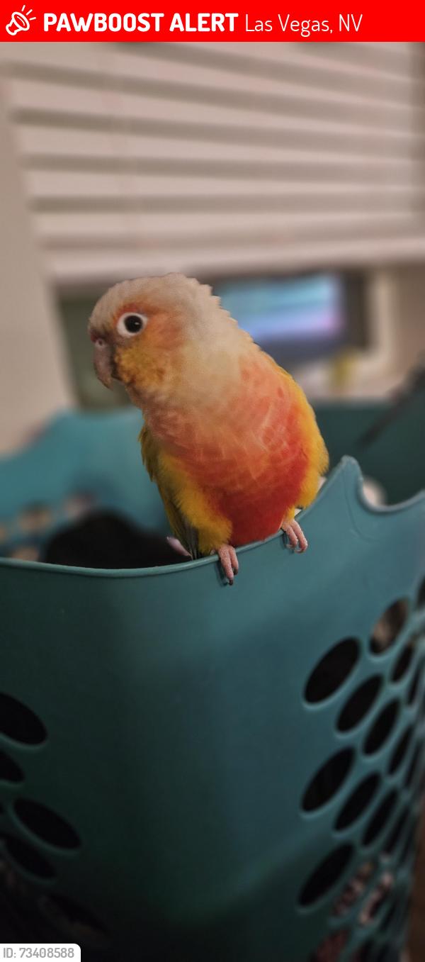 Lost Female Bird last seen George pl and Paul ave., Las Vegas, NV 89106