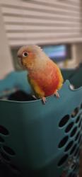 Lost Female Bird last seen George pl and Paul ave., Las Vegas, NV 89106