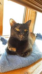 Lost Female Cat last seen 39th and Xavier st, Denver, CO 80212