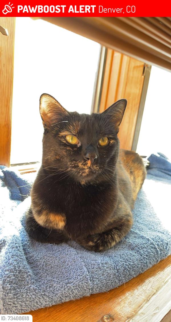 Lost Female Cat last seen 39th and Xavier st, Denver, CO 80212